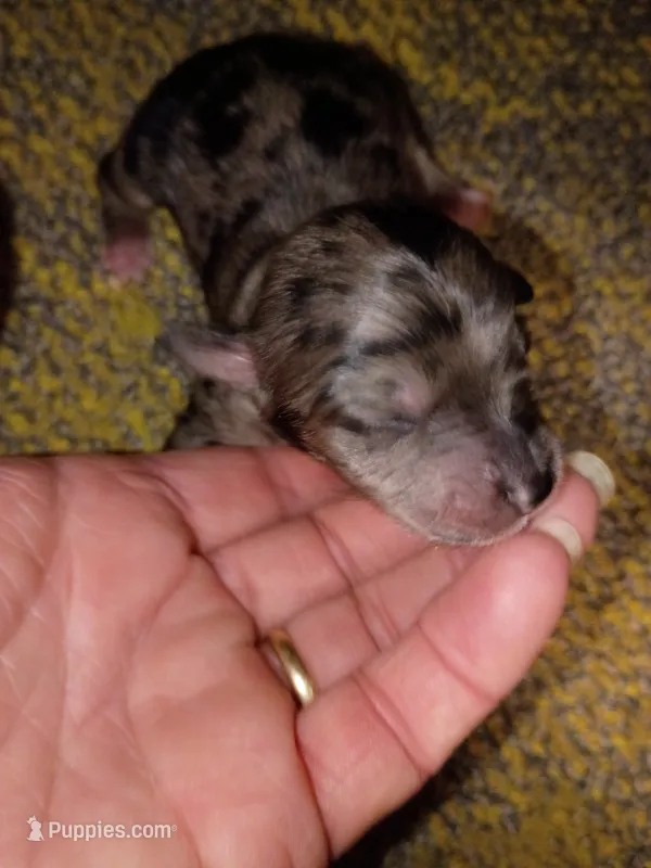 Small Mini Aussie doodle – Miniature Aussiedoodle puppy for sale in Spraggs, PA