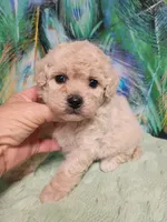 Poo-chon girl, a female Poochon for sale in Spraggs, PA – 1 of 6