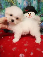 Toy size 7-8 lbs, a female Bichon Frise for sale in Spraggs, PA – Photo 3 of 6