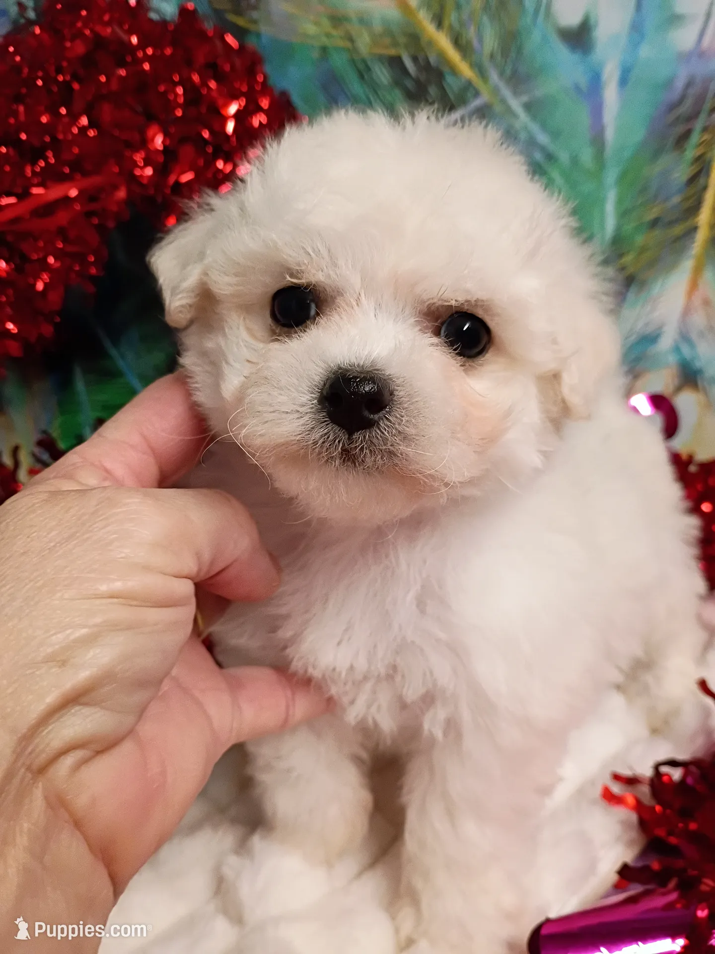 processed/614cd843-c74a-4709-addd-834de4b9ecce/listing/6bd52d8c-6d30-4b89-86bb-b8e73361d83c/3159117a-e0ce-49fc-b280-3b96a864ed64