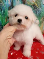 Toy size 7-8 lbs, a female Bichon Frise for sale in Spraggs, PA – Photo 5 of 6