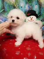 Toy size 7-8 lbs, a female Bichon Frise for sale in Spraggs, PA – Photo 2 of 6