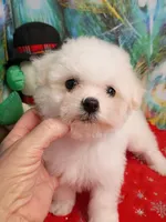 Toy size 7-8 lbs, a female Bichon Frise for sale in Spraggs, PA – Photo 6 of 6