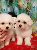 Toy size 7-8 lbs, a female Bichon Frise for sale in Spraggs, PA – Photo 4 of 6