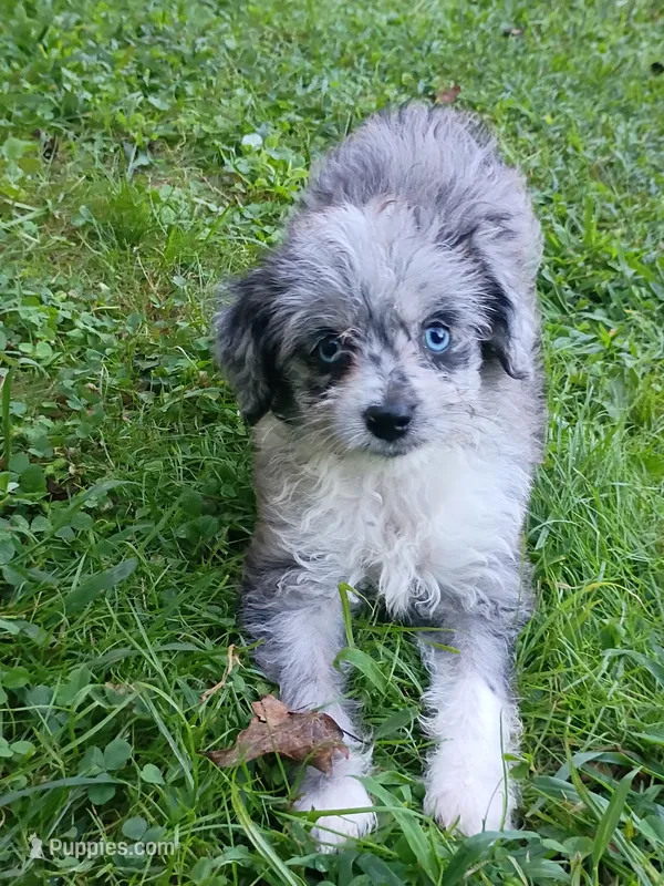 Small Blue Ready now ! – Miniature Aussiedoodle puppy for sale in Spraggs, PA