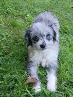 Small Blue eyes. Ready now !, a female Miniature Aussiedoodle for sale in Spraggs, PA – 1 of 7