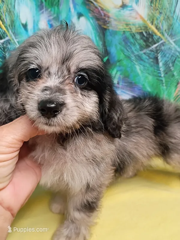 Small Aussie doodle Ready now ! – Miniature Aussiedoodle puppy for sale in Spraggs, PA