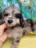 Small Aussie doodle Ready now !, a female Miniature Aussiedoodle for sale in Spraggs, PA – 2 of 8