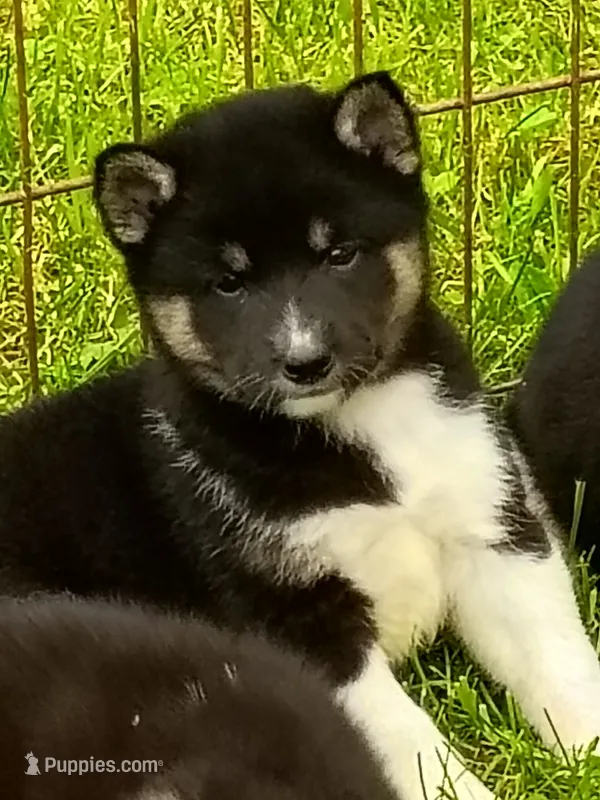 Toy Pinto Boy – Shiba Inu puppy for sale in Spraggs, PA