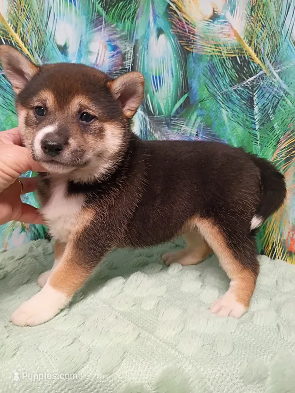 Ready October 20th Chrissy  – Shiba Inu puppy for sale in Spraggs, PA