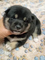 Three weeks old girl, a female Shiba Inu for sale in Spraggs, PA – 1 of 7
