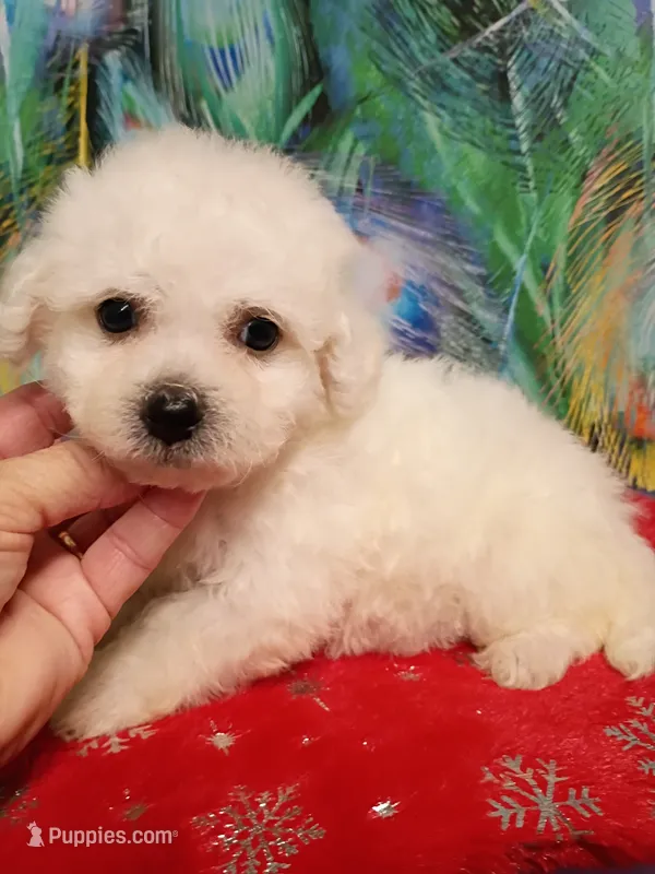 Little Bichon boy – Bichon Frise puppy for sale in Spraggs, PA