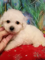 Little Bichon boy, a male Bichon Frise for sale in Spraggs, PA – 8 of 9