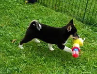 Toy Girl,  super sweet !, a female Shiba Inu for sale in Spraggs, PA – 7 of 9