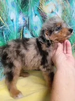 Blueboy Ready now !, a male Miniature Aussiedoodle for sale in Spraggs, PA – 5 of 9
