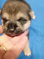 Two weeks old male, a male Shiba Inu for sale in Spraggs, PA – 2 of 9