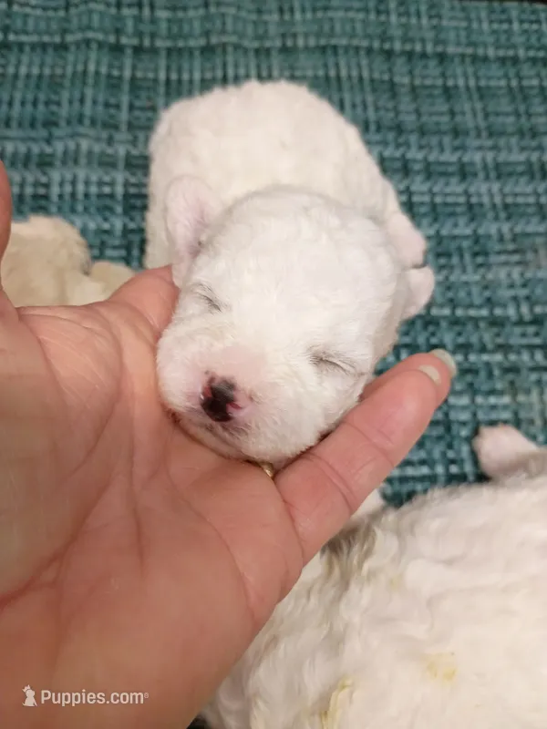 Little Bichon lady  – Bichon Frise puppy for sale in Spraggs, PA