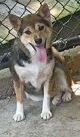 Lacey May, a female Shiba Inu for sale in Spraggs, PA – 2 of 8