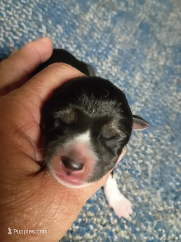 Just born – Shiba Inu puppy for sale in Spraggs, PA