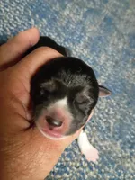 Just born, a female Shiba Inu for sale in Spraggs, PA – 1 of 2