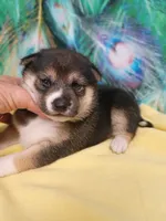 Ready October 20th, a female Shiba Inu for sale in Spraggs, PA – 4 of 7