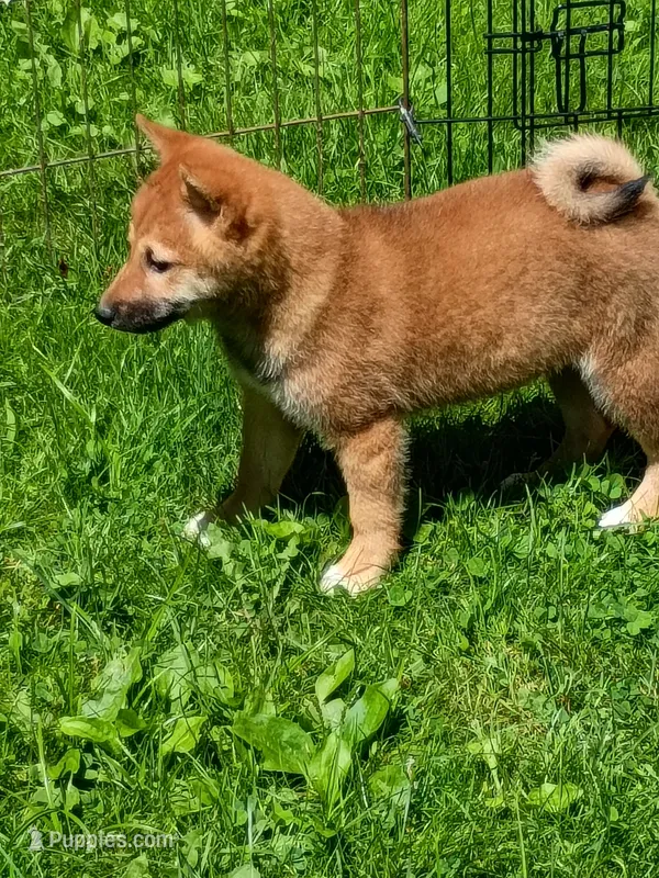 Red Sesame. Ready now ! – Shiba Inu puppy for sale in Spraggs, PA