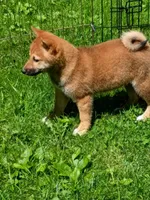 Red Sesame. Ready now !, a male Shiba Inu for sale in Spraggs, PA – 6 of 7