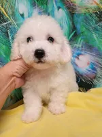 Bichon Boy Ready now !, a male Bichon Frise for sale in Spraggs, PA – 6 of 9