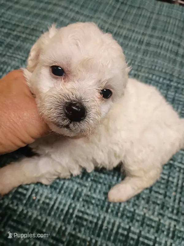 Little Bichon boy – Bichon Frise puppy for sale in Spraggs, PA