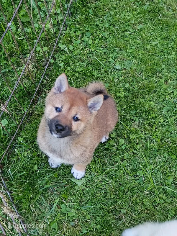 Red Sesame. Ready now ! – Shiba Inu puppy for sale in Spraggs, PA