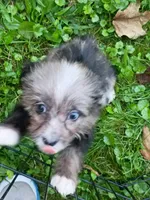 Toy Aussie Doodle girl Ready ! Quite small, a female Poodle - Toy  and Toy Australian Shepherd for sale in Spraggs, PA – 3 of 8