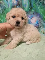 Poo-chon girl, a female Poochon for sale in Spraggs, PA – 2 of 6