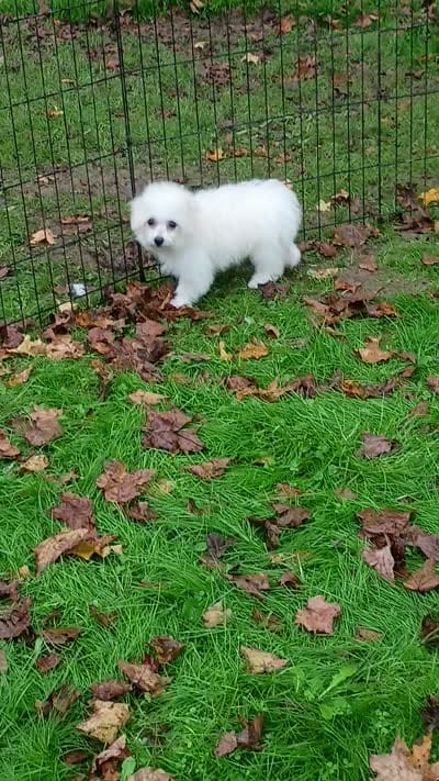 Toy size Bichon girl just 5 lbs on 10/24/26., a female Bichon Frise for sale in Spraggs, PA – 8 of 9