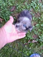 Toy Aussie Doodle girl Ready ! Quite small, a female Poodle - Toy  and Toy Australian Shepherd for sale in Spraggs, PA – 5 of 8