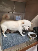 Smaller Adult. Ready 6/1. , a female Shiba Inu for sale in Spraggs, PA – 2 of 2