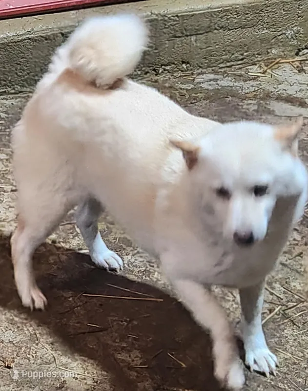 Smaller Adult girl. Ready 6/1.  – Shiba Inu puppy for sale in Spraggs, PA