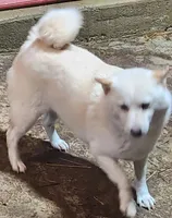 Smaller Adult. Ready 6/1. , a female Shiba Inu for sale in Spraggs, PA – 1 of 2