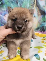 Red Meme, Tinyest !, a male Shiba Inu for sale in Spraggs, PA – 3 of 6