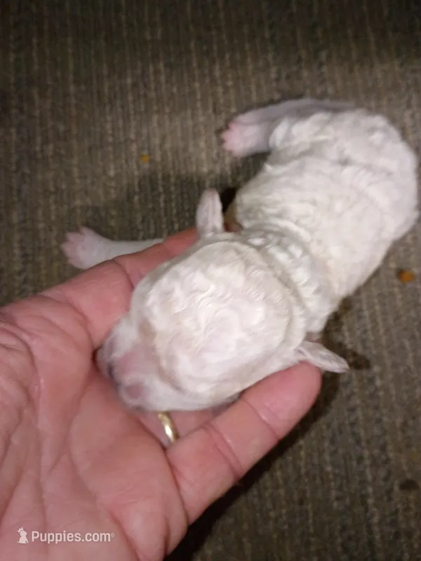 Bichon Girl – Bichon Frise puppy for sale in Spraggs, PA