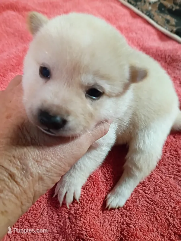 Cream female  – Shiba Inu puppy for sale in Spraggs, PA