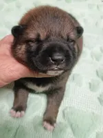 Puppy here. Coco, a female Shiba Inu for sale in Spraggs, PA – 4 of 8