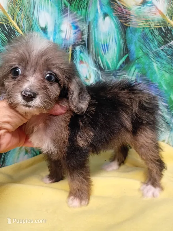 Toy Aussie Doodle girl Ready ! Quite small – Miniature Aussiedoodle puppy for sale in Spraggs, PA