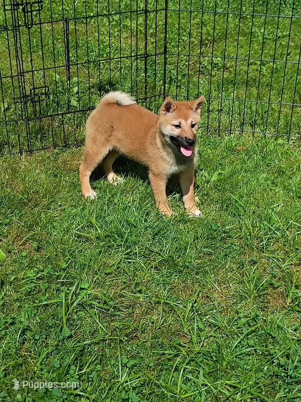 Red Sesame. Ready now ! – Shiba Inu puppy for sale in Spraggs, PA