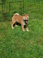 Red Sesame. Ready now !, a male Shiba Inu for sale in Spraggs, PA – 1 of 7