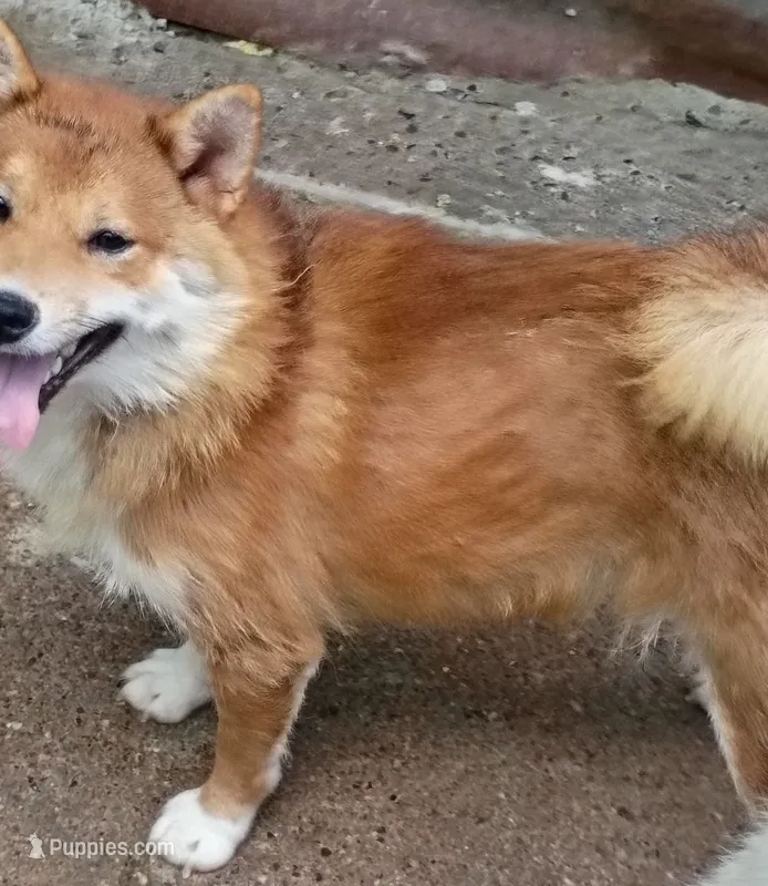 Akio  – Shiba Inu puppy for sale in Spraggs, PA