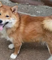 Akio 0, a male Shiba Inu for sale in Spraggs, PA – 1 of 8