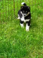 Toy Girl, a female Shiba Inu for sale in Spraggs, PA – 6 of 8