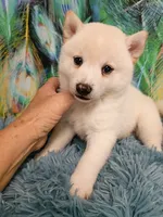 Runt Cream boy, a male Shiba Inu for sale in Spraggs, PA – 5 of 5