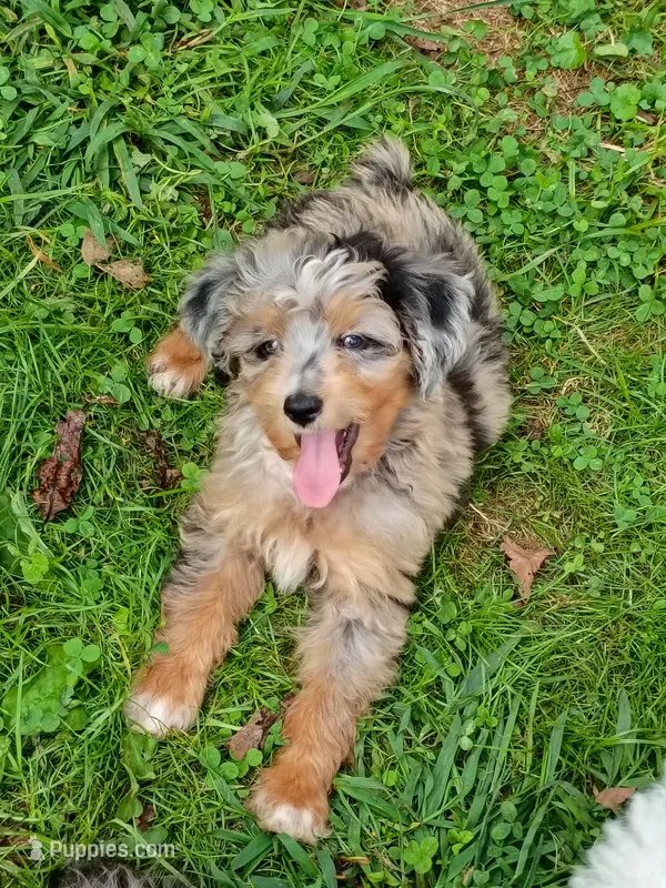 Blueboy Ready now ! – Miniature Aussiedoodle puppy for sale in Spraggs, PA