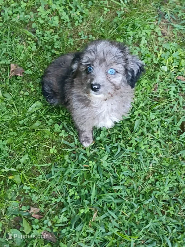 Mini blue eyes Boy Ready – Miniature Aussiedoodle puppy for sale in Spraggs, PA
